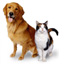 Assurance animaux